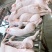 乳猪.香猪，生鲜铺现杀现卖保证正品.欢迎选购