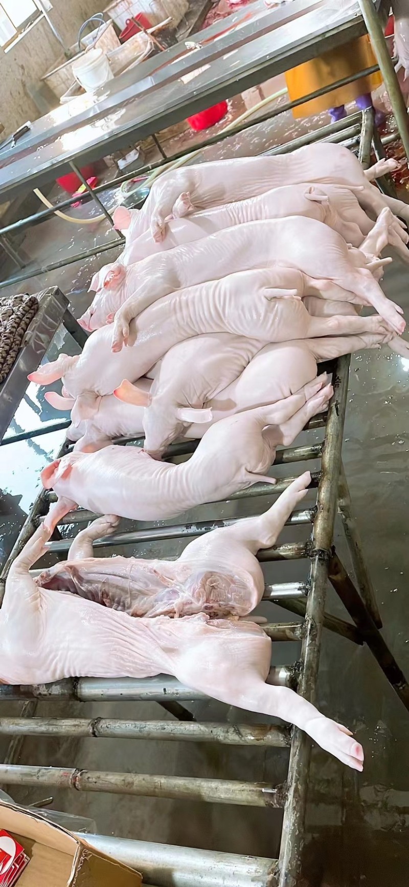 乳猪.香猪，生鲜铺现杀现卖保证正品.欢迎选购