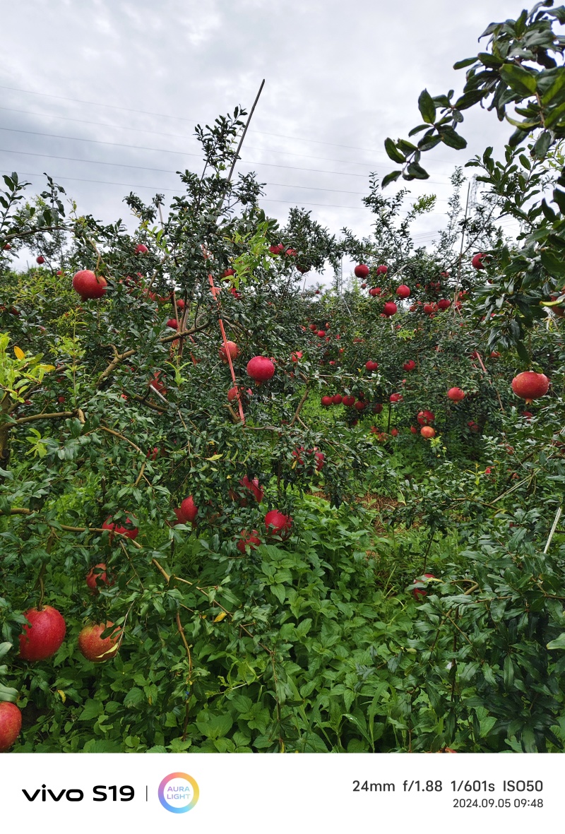 黑籽酸石榴