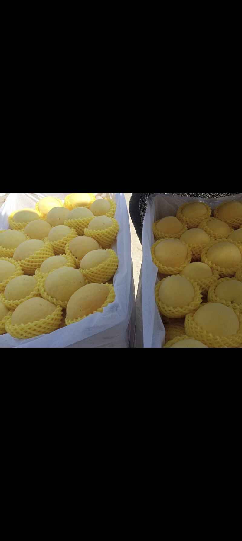 精品黄金蜜