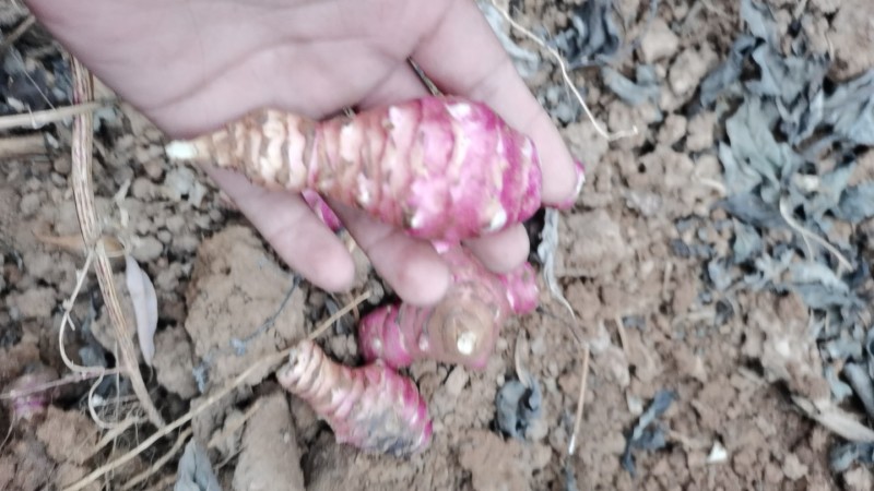 洋姜基地，大量供应，价廉质优，量大