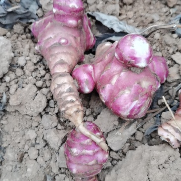 洋姜基地，大量供应，价廉质优，量大