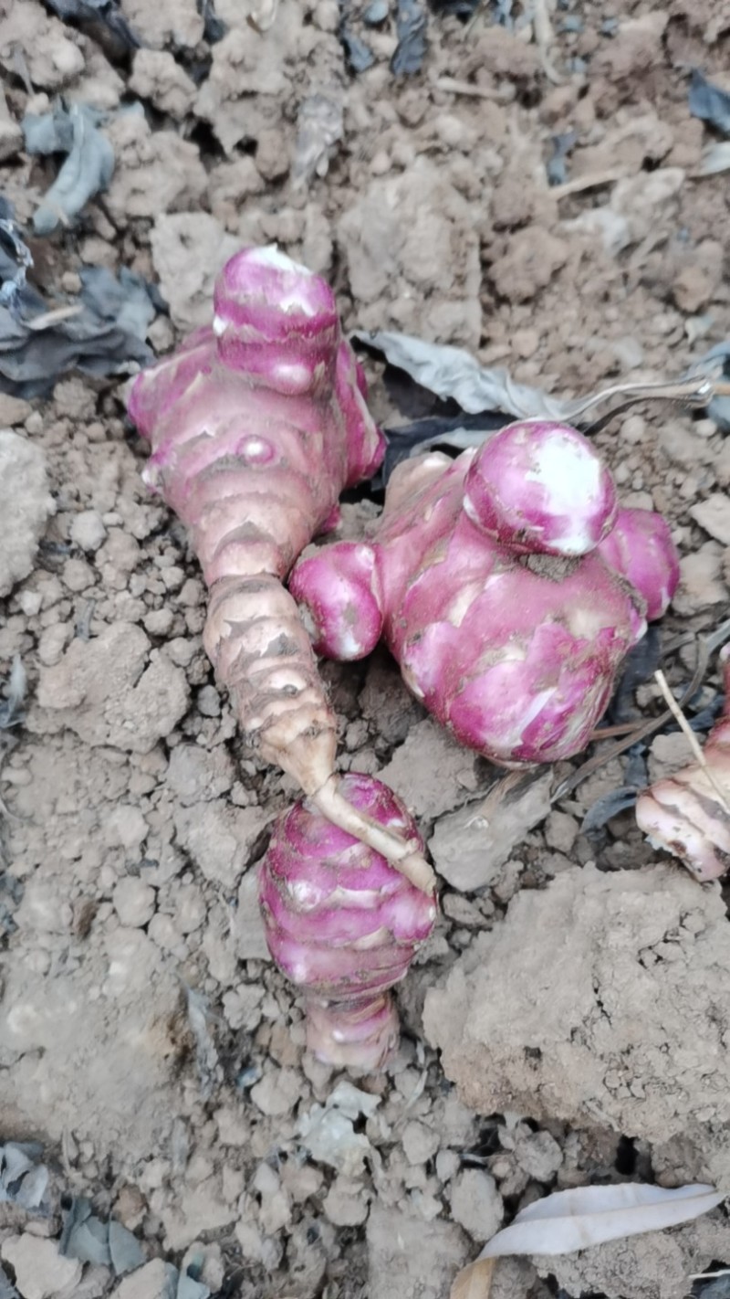 洋姜基地，大量供应，价廉质优，量大