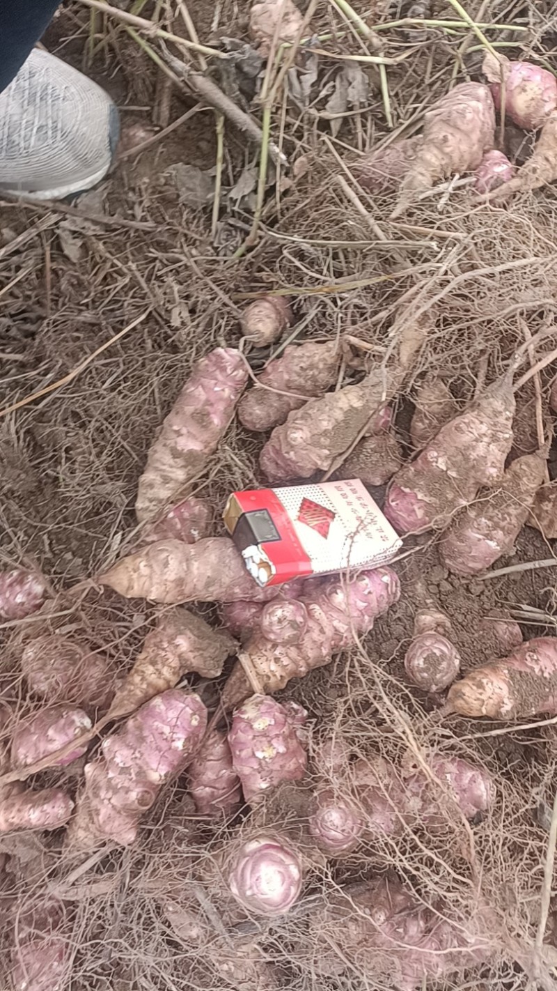 洋姜基地，大量供应，价廉质优，量大