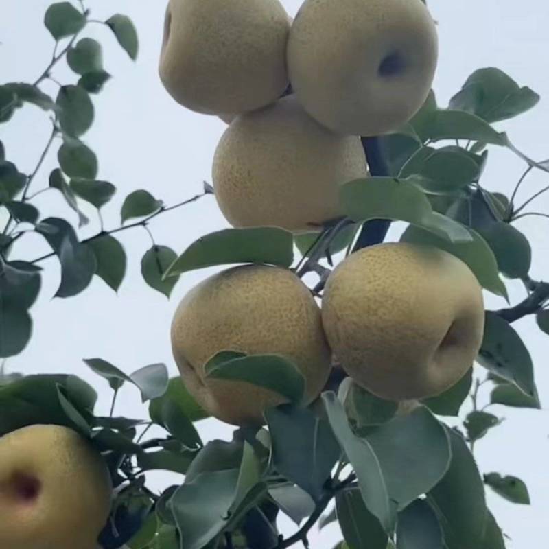 【精品】砀山酥梨皮薄小囗感翠甜产地直发量大从优入口化渣电商