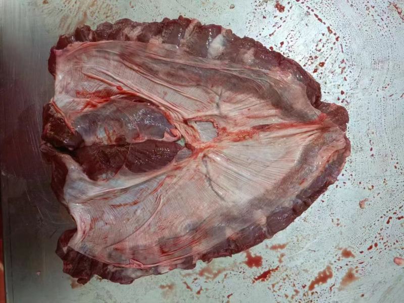 护心肉