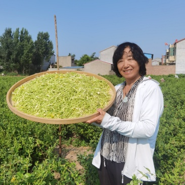 封丘金银花产地直采欢迎来电沟通品种齐全电商代发