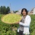 封丘金银花产地直采欢迎来电沟通品种齐全电商代发