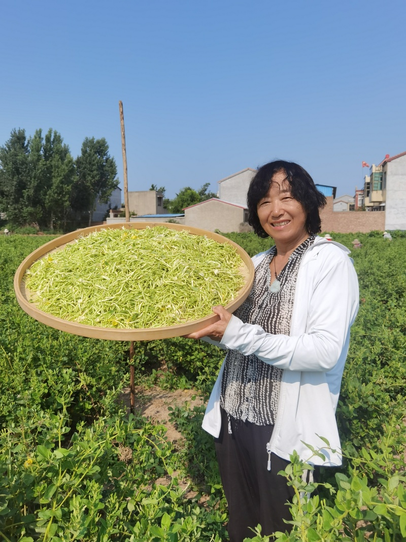 封丘金银花产地直采欢迎来电沟通品种齐全电商代发
