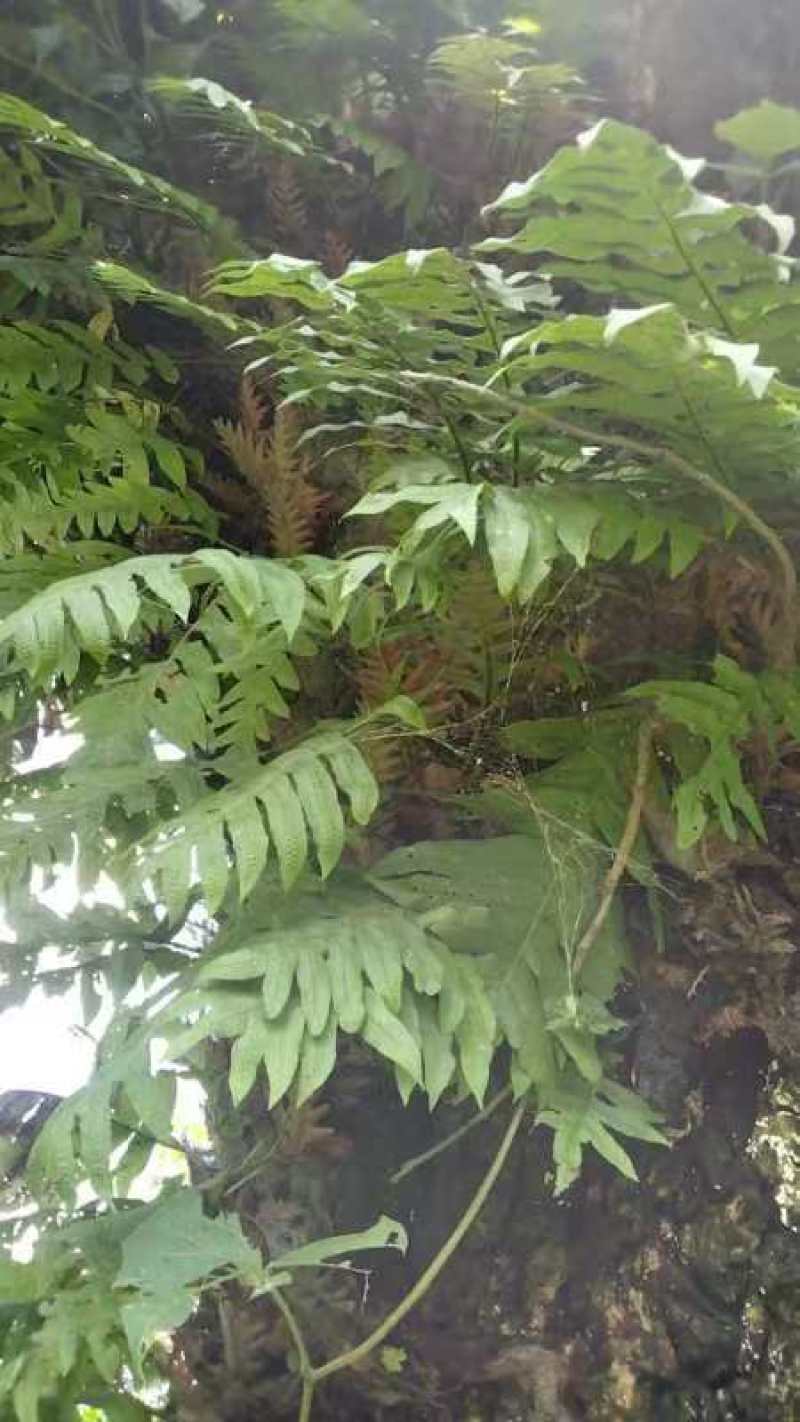 骨碎补