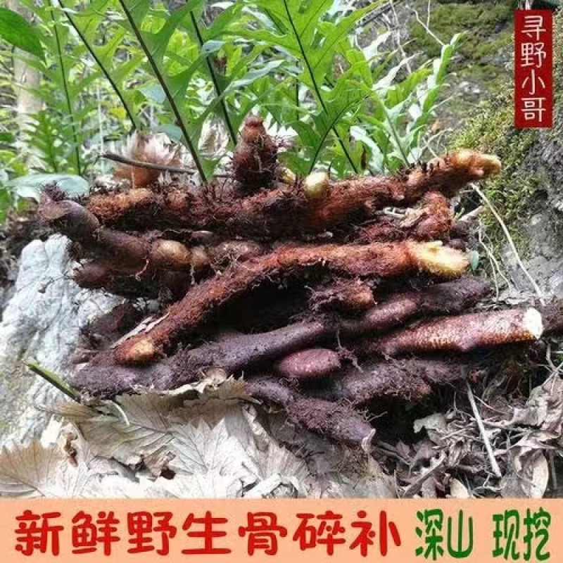 骨碎补