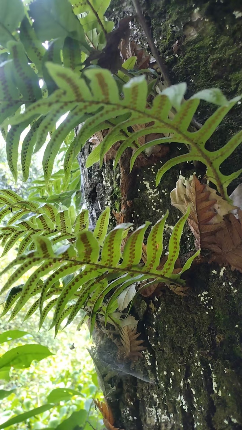 骨碎补