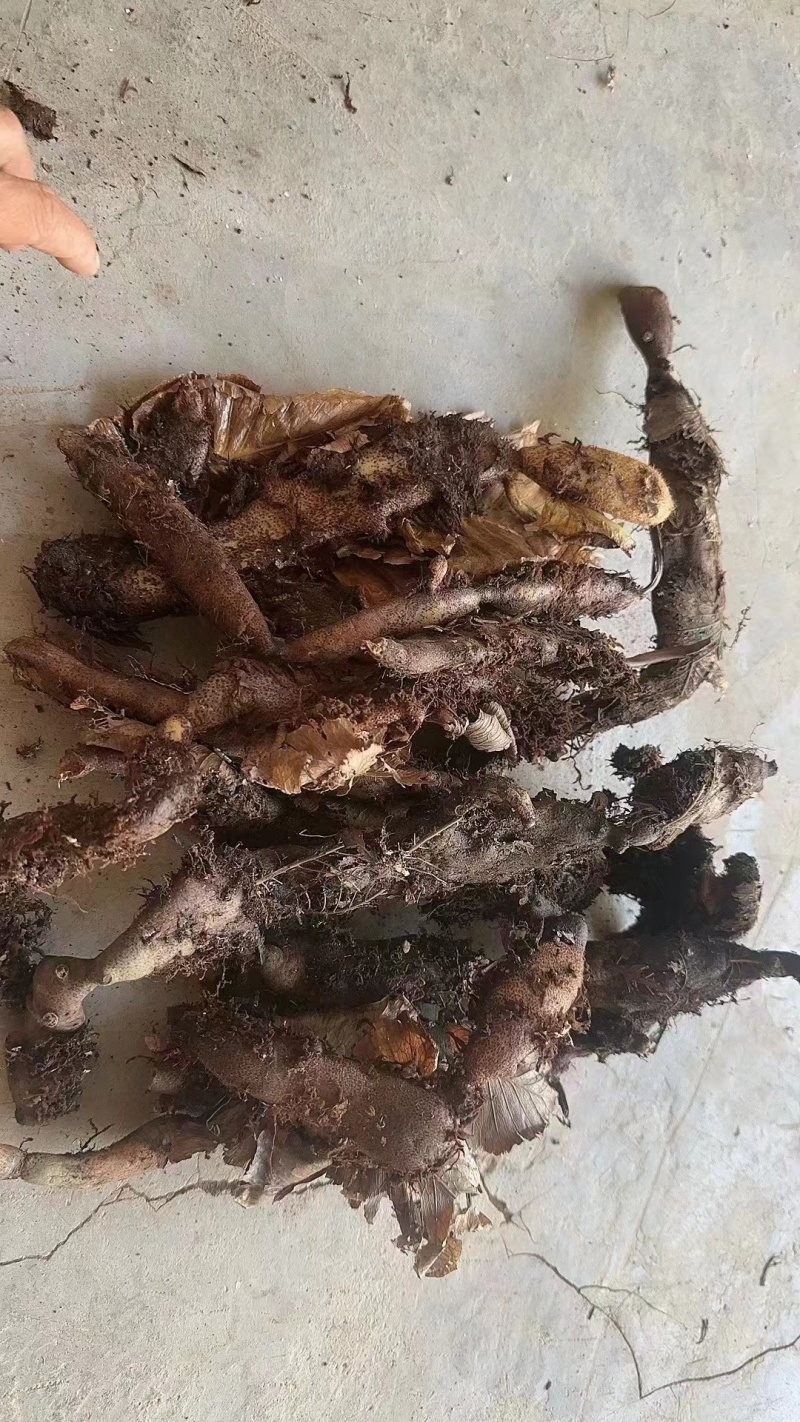 骨碎补