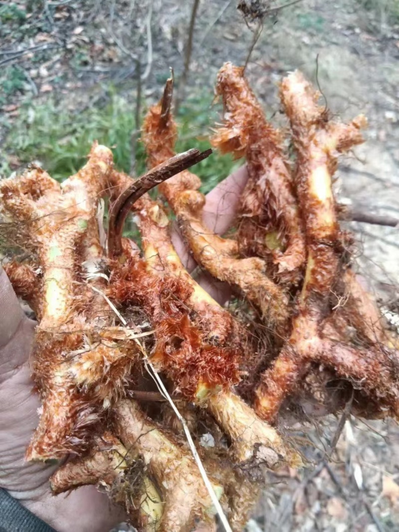 骨碎补
