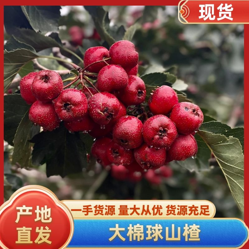 山楂切片果商品果糖葫芦炒雪球山楂大量供应