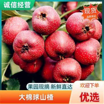 山楂罐头果切片果商品果大量供应保质保量欢迎咨询