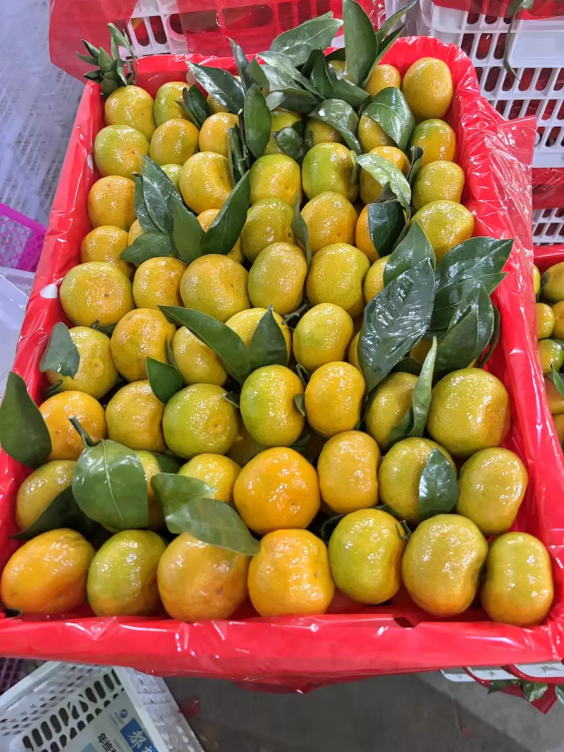 特早蜜橘宜昌早熟蜜橘产地直供现采现发坏果包赔