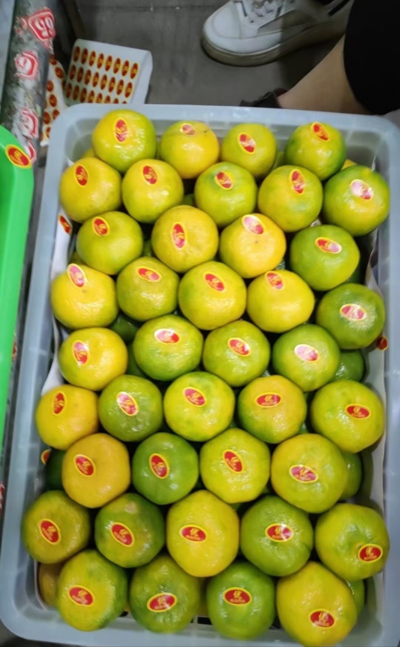 特早蜜橘宜昌早熟蜜橘产地直供纯甜无渣商超品质