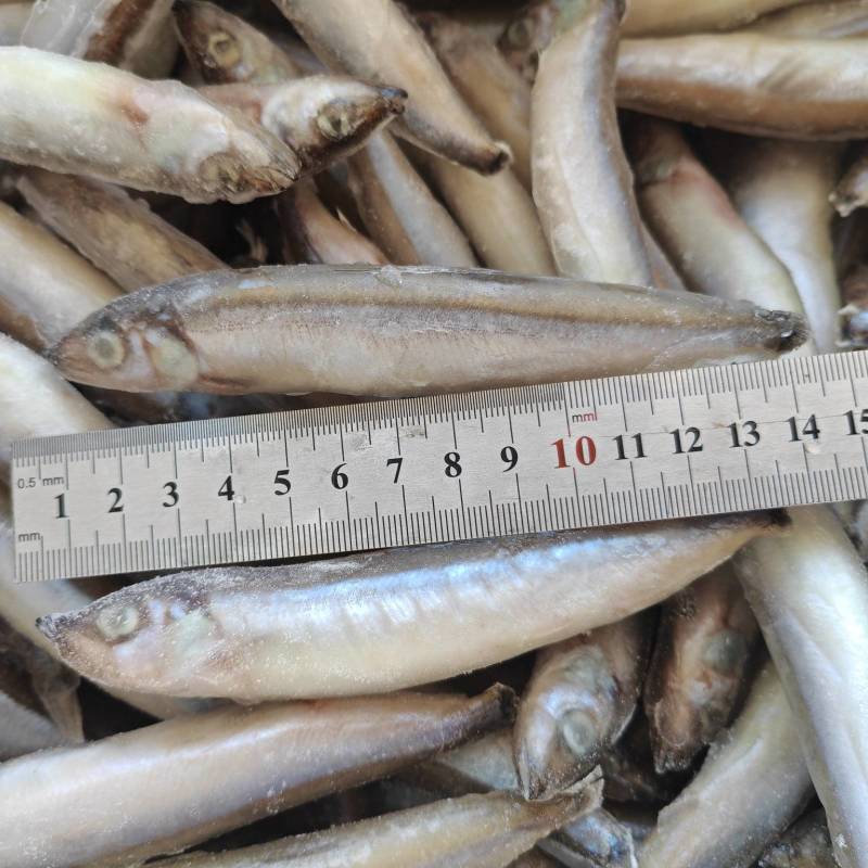 纯母体多春鱼满籽特大多春母5KG一箱