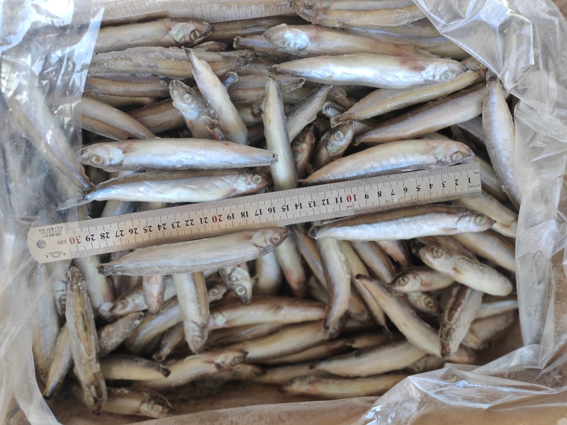 纯母体多春鱼满籽特大多春母5KG一箱