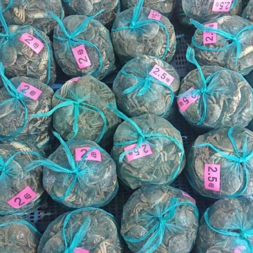 江苏兴化精品鲜活大闸蟹，产地直发，包活包肥