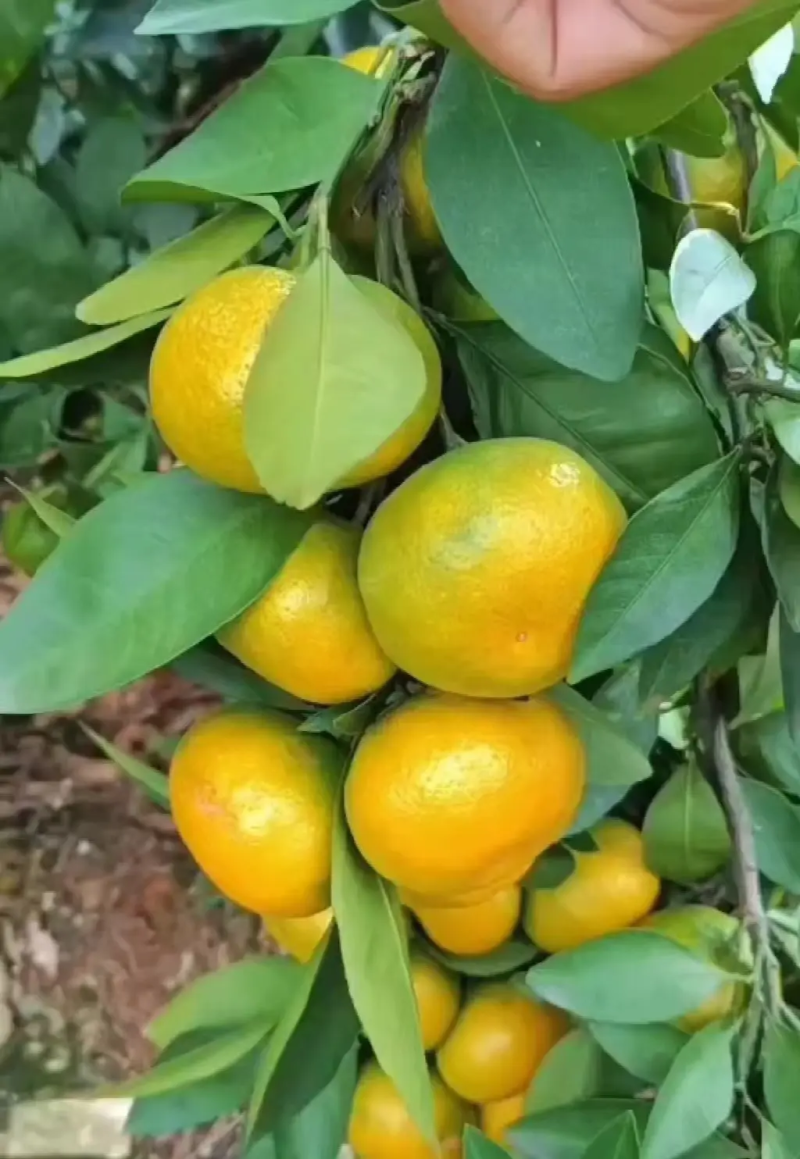 精品蜜橘柑桔产地直供果型好个头大皮薄汁水多