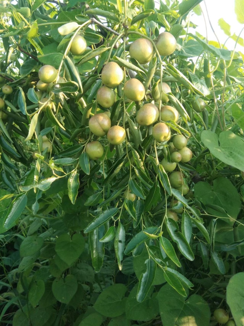 沾化冬枣树6年枣树