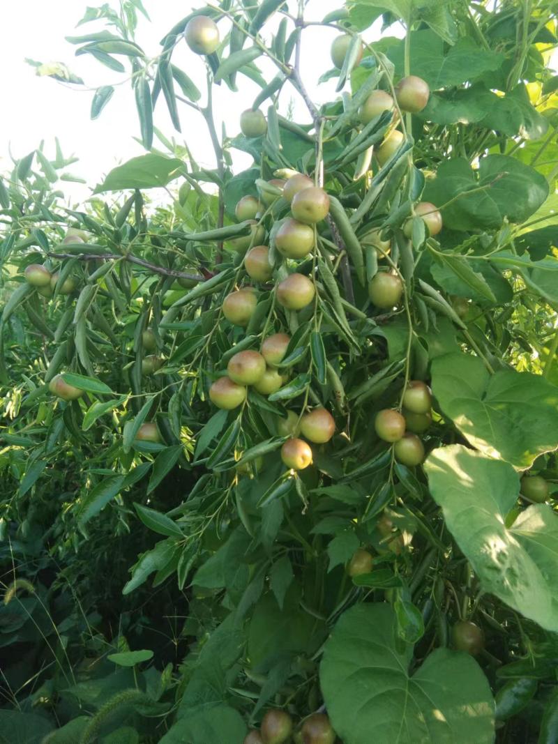 沾化冬枣树6年枣树