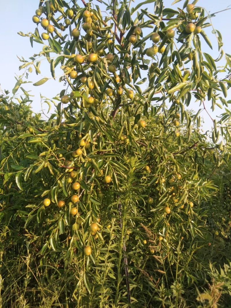 沾化冬枣树6年枣树