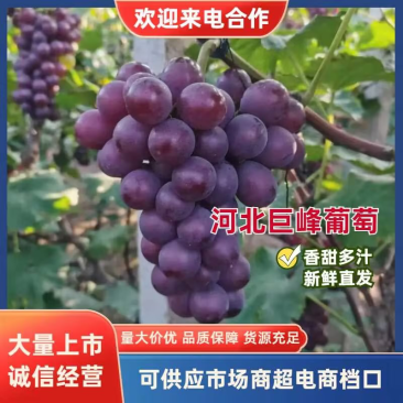 【新鲜热卖】河北巨峰葡萄，精品葡萄口感甘甜多汁，价格美丽