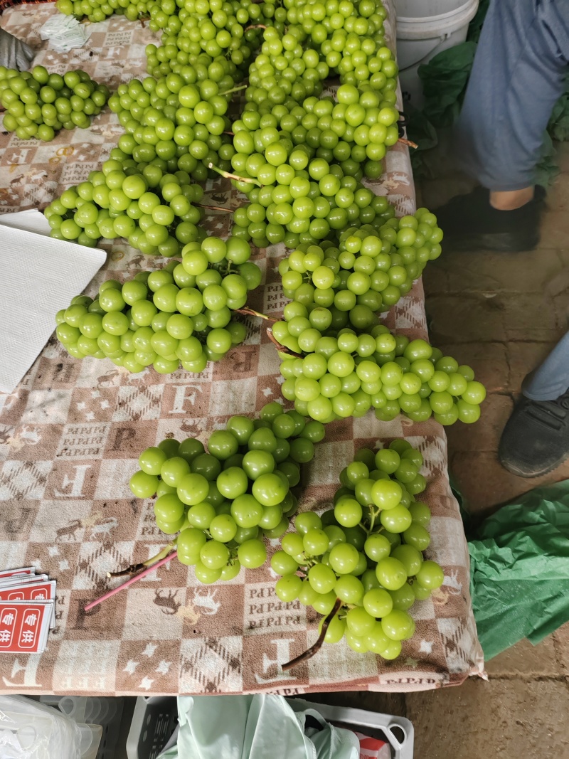 阳光玫瑰