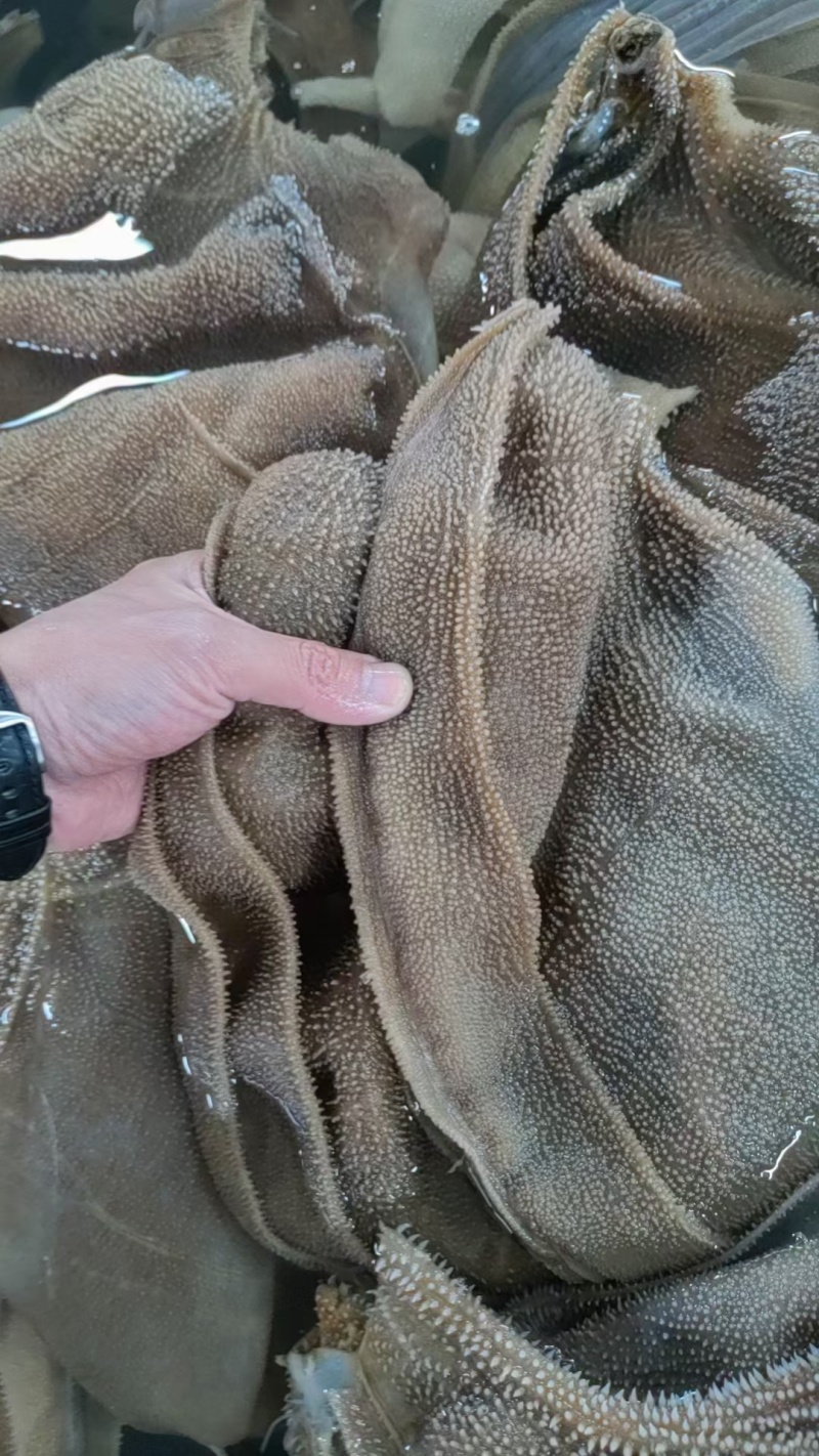 毛肚
