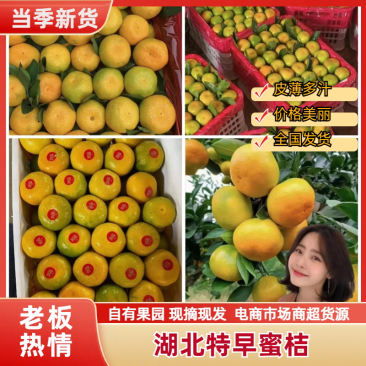 特早蜜橘，口感纯甜，现採现发产地提供洗果打蜡，找回程
