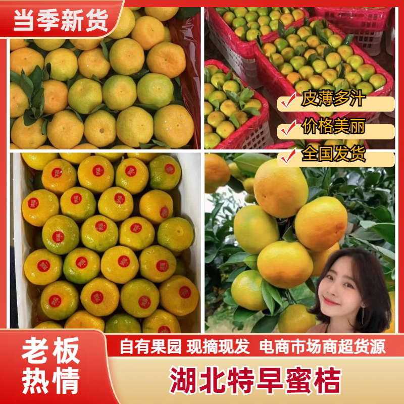 特早蜜橘，口感纯甜，现採现发产地提供洗果打蜡，找回程