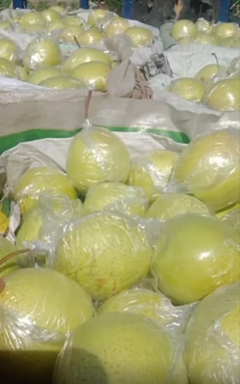 【今日推荐】雪花梨大量上市产地直发品质保证对接全国