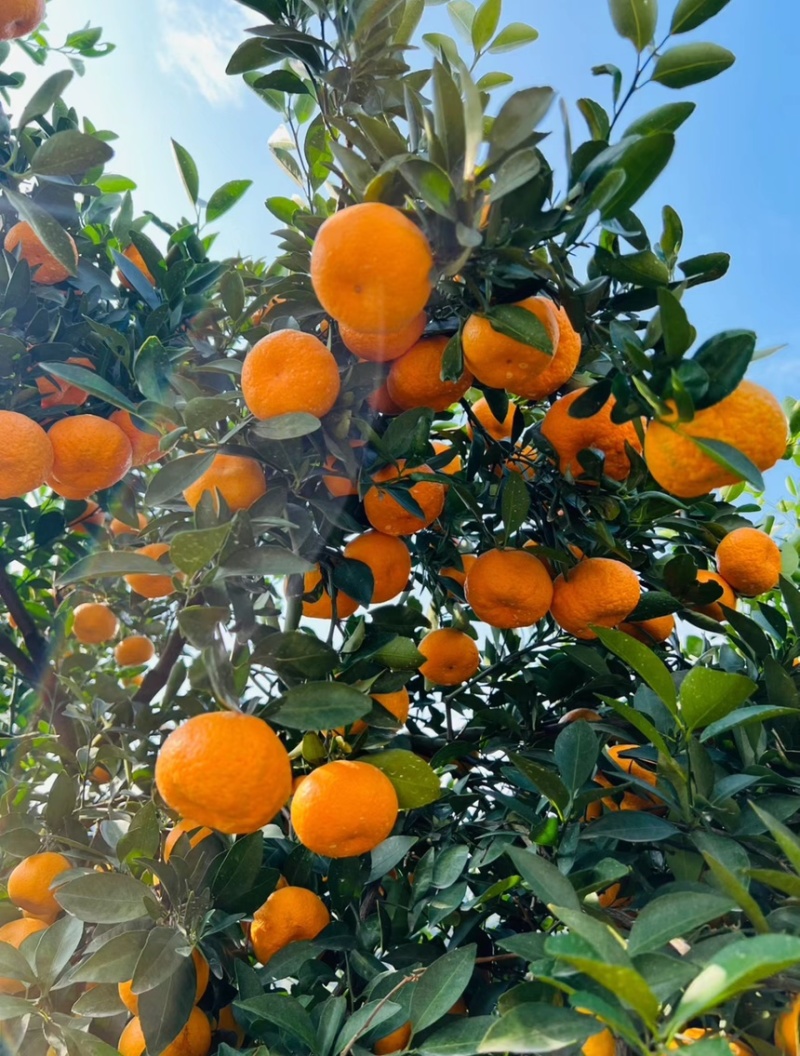 云南高山蜜橘口感纯甜皮薄肉厚无核无籽清甜化渣