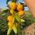 云南高山蜜橘口感纯甜皮薄肉厚无核无籽清甜化渣