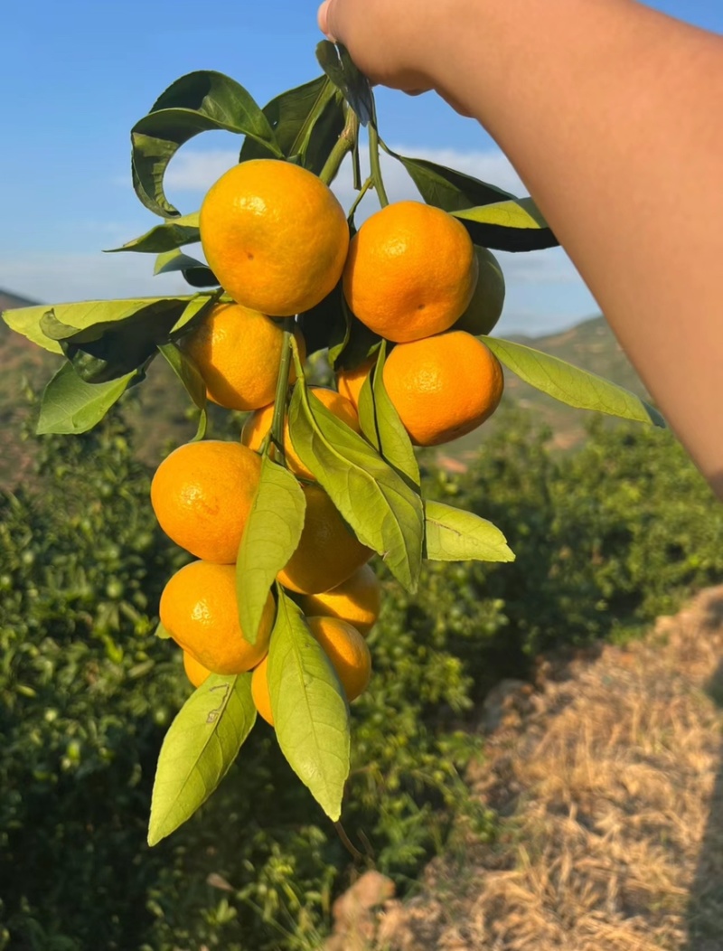 云南高山蜜橘口感纯甜皮薄肉厚无核无籽清甜化渣