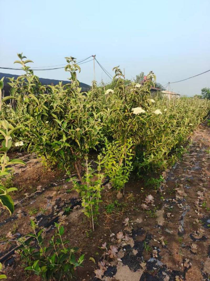 中华木绣球，3年苗，坐标山东临沂