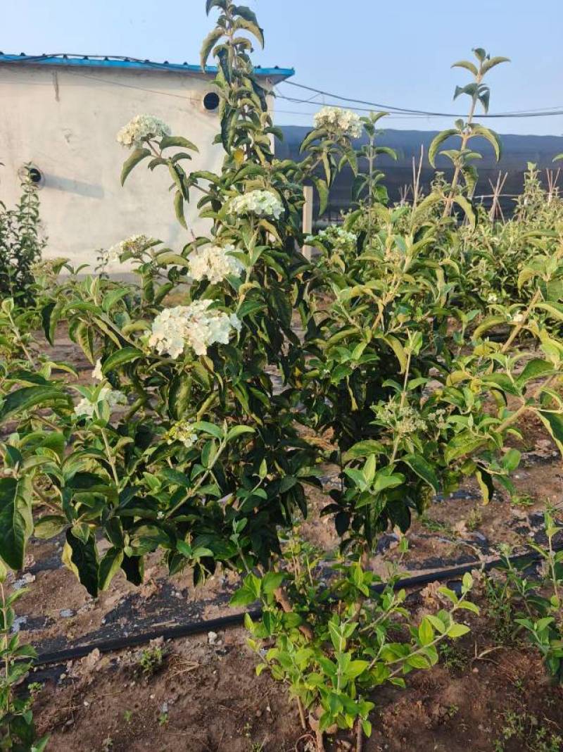中华木绣球，3年苗，坐标山东临沂