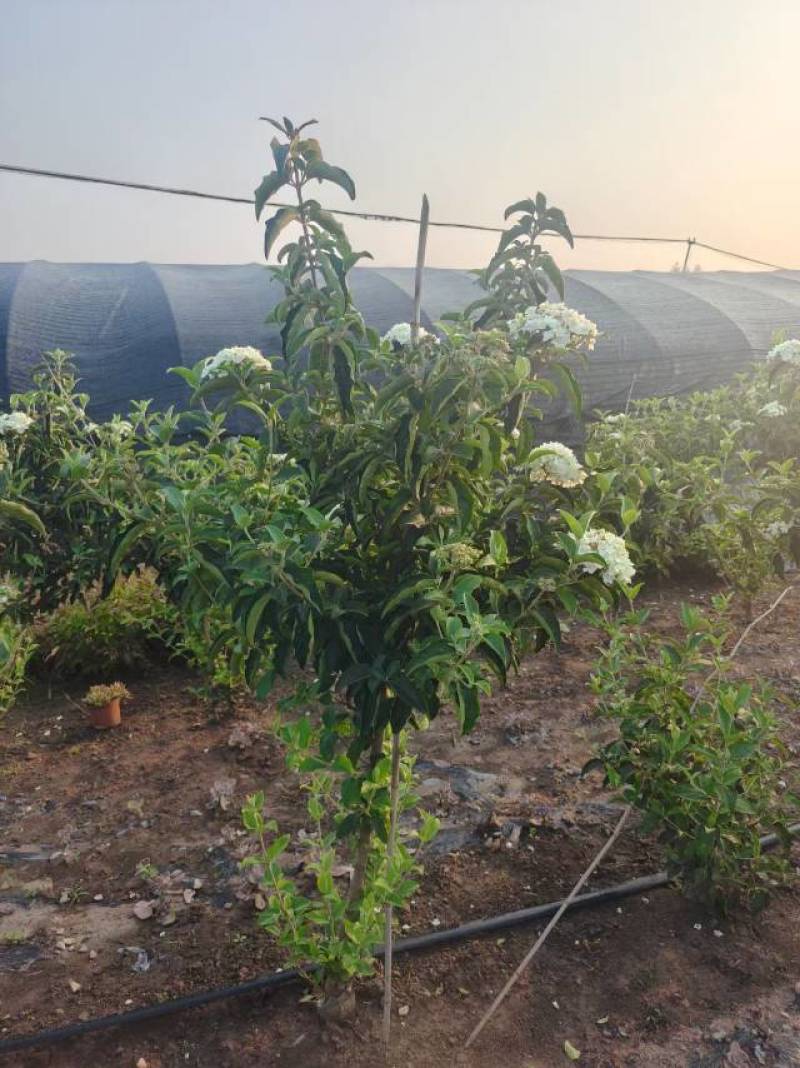 中华木绣球，3年苗，坐标山东临沂