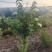 中华木绣球，3年苗，坐标山东临沂