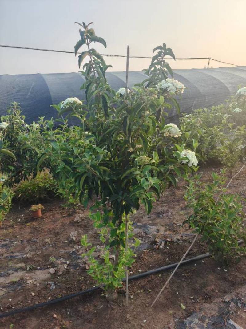 中华木绣球，3年苗，坐标山东临沂