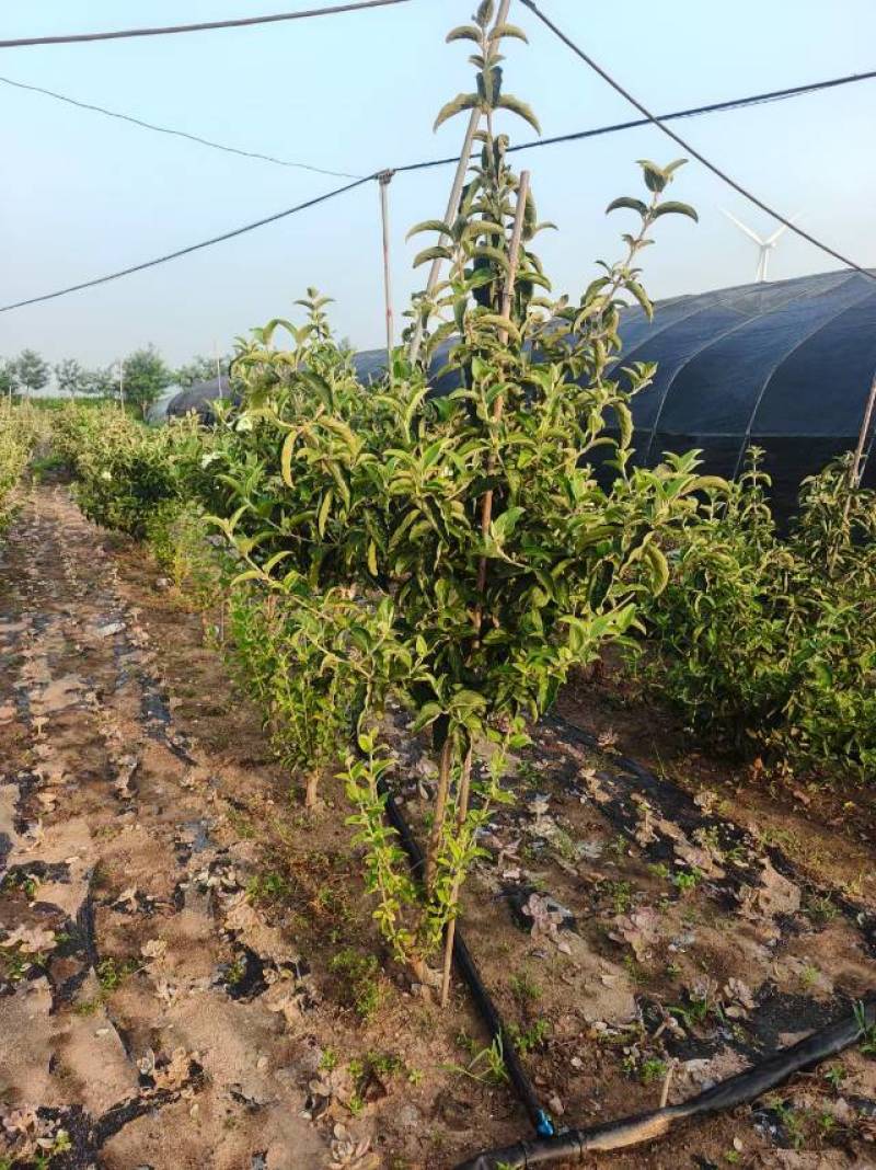 中华木绣球，3年苗，坐标山东临沂