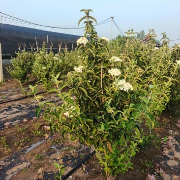 中华木绣球，3年苗，坐标山东临沂
