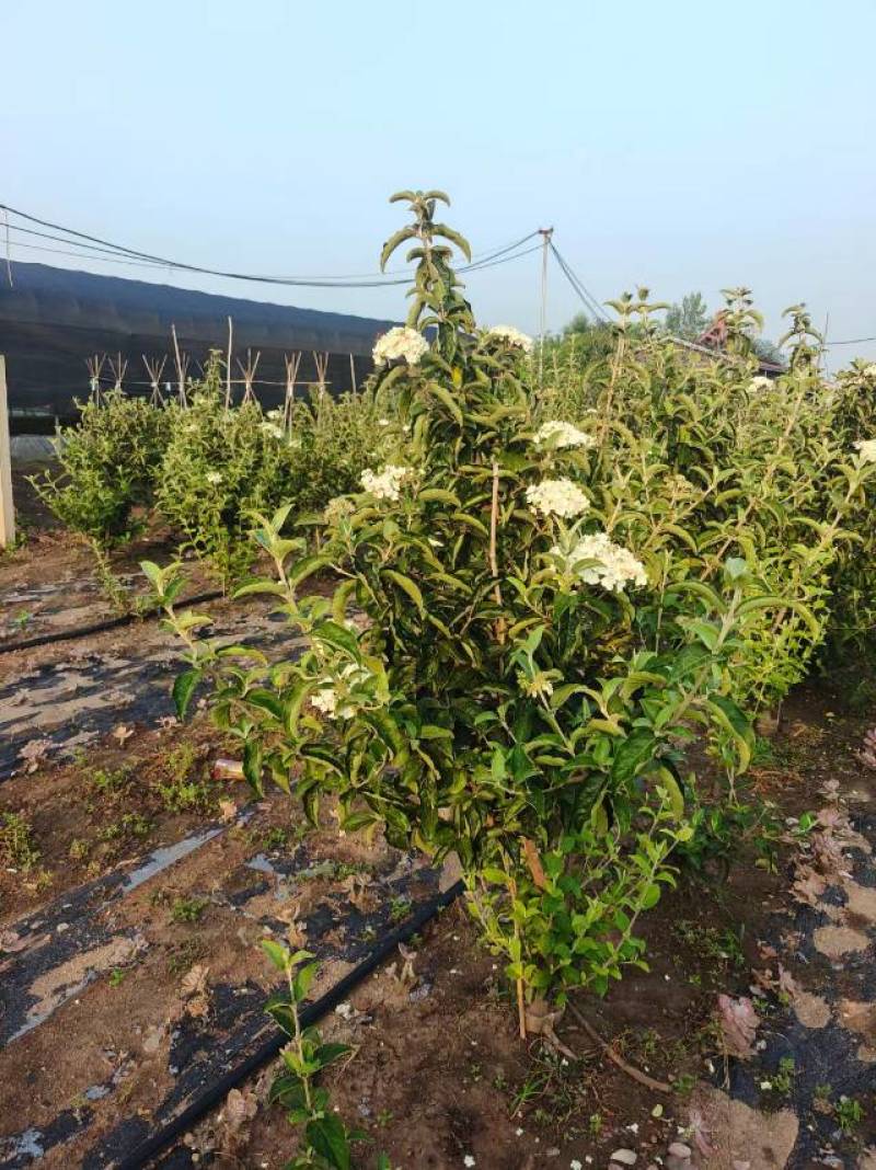 中华木绣球，3年苗，坐标山东临沂