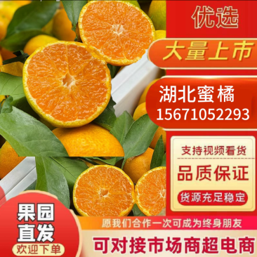 湖北高山蜜橘,皮薄汁多含超高维生素C,酸甜多汁