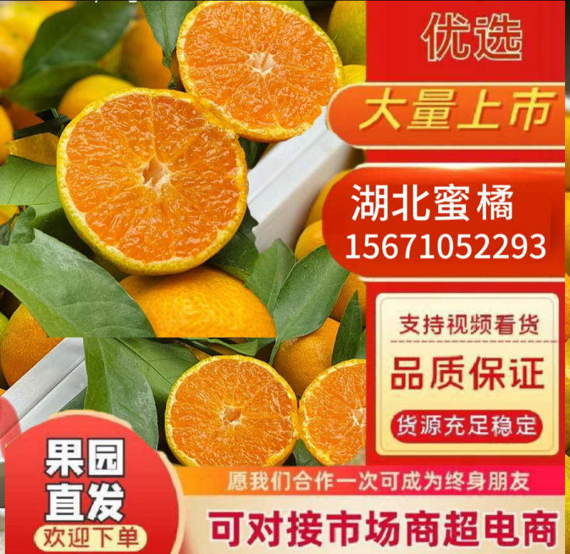 湖北高山蜜橘，皮薄汁多含超高维生素C，酸甜多汁