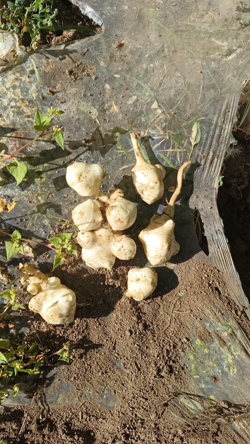 好洋姜好品质口感柔和细腻基地直供，欢迎致电采购
