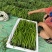 精品:千亩黑条线椒！特辣型！长条果型！品质优良！一手货源